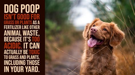 is dog poop good fertilizer|does dog poop fertilize grass.